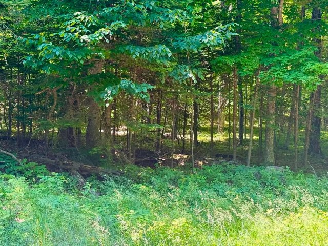 Wilderness Ct. – PSJ lots – 313, 314, and 315